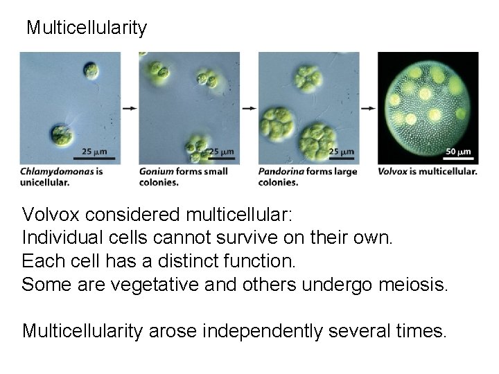 Multicellularity Volvox considered multicellular: Individual cells cannot survive on their own. Each cell has