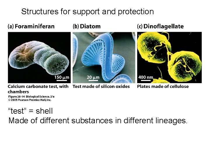 Structures for support and protection “test” = shell Made of different substances in different