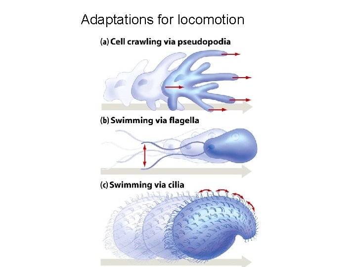 Adaptations for locomotion 