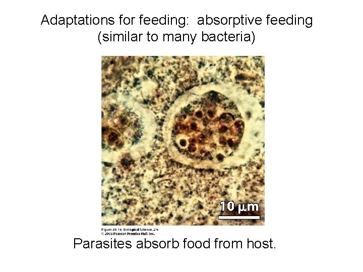 Adaptations for feeding: absorptive feeding (similar to many bacteria) Parasites absorb food from host.