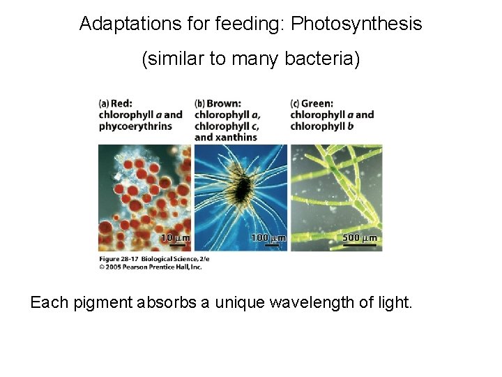 Adaptations for feeding: Photosynthesis (similar to many bacteria) Each pigment absorbs a unique wavelength Adaptations for feeding: Photosynthesis (similar to many bacteria) Each pigment absorbs a unique wavelength