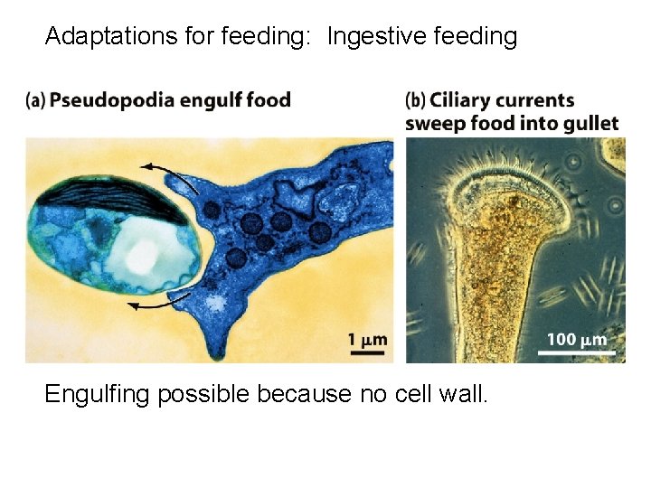 Adaptations for feeding: Ingestive feeding Engulfing possible because no cell wall. 