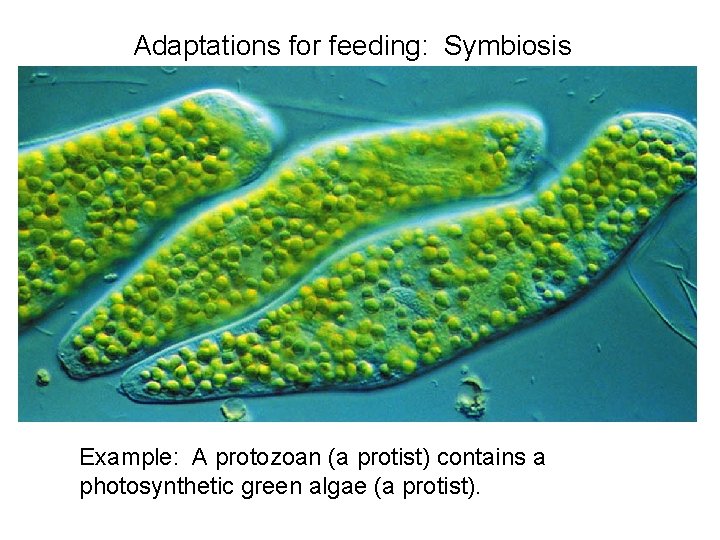 Adaptations for feeding: Symbiosis Example: A protozoan (a protist) contains a photosynthetic green algae