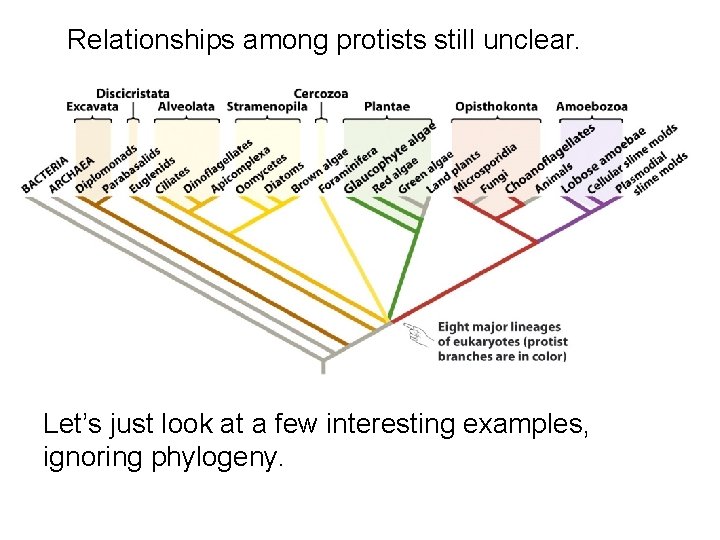 Relationships among protists still unclear. Let’s just look at a few interesting examples, ignoring