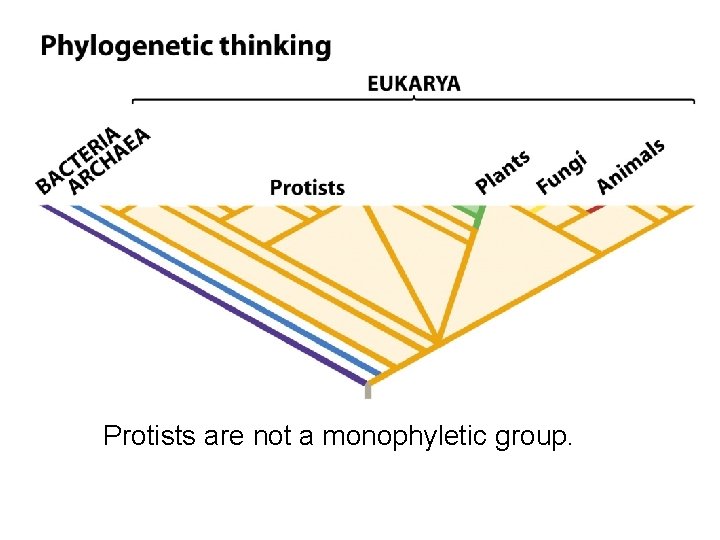 Protists are not a monophyletic group. 