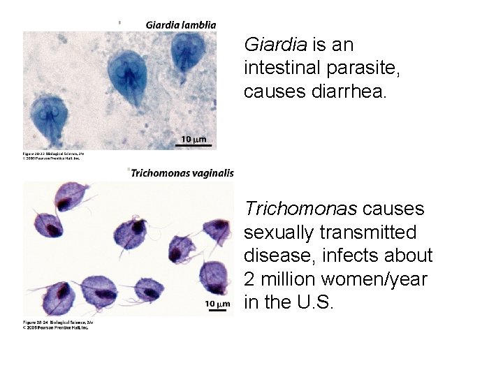 Giardia is an intestinal parasite, causes diarrhea. Trichomonas causes sexually transmitted disease, infects about