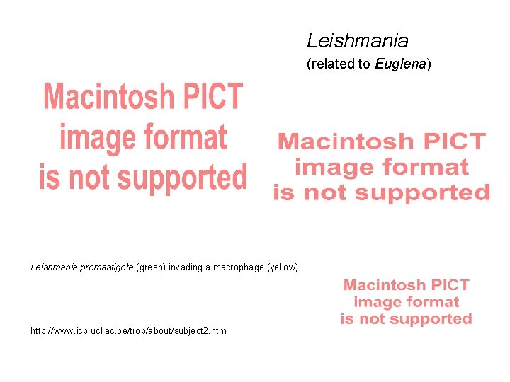Leishmania (related to Euglena) Leishmania promastigote (green) invading a macrophage (yellow) http: //www. icp.