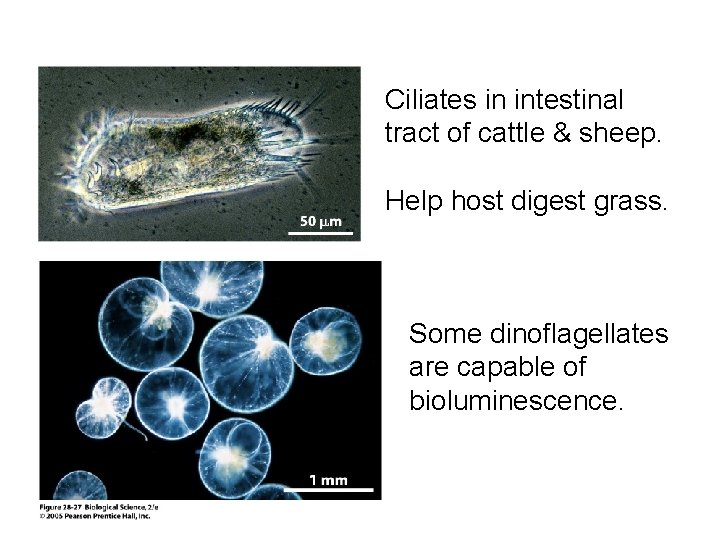 Ciliates in intestinal tract of cattle & sheep. Help host digest grass. Some dinoflagellates