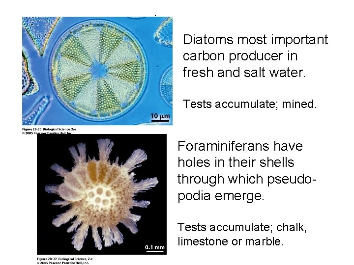 Diatoms most important carbon producer in fresh and salt water. Tests accumulate; mined. Foraminiferans