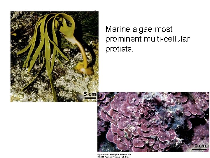 Marine algae most prominent multi-cellular protists. 