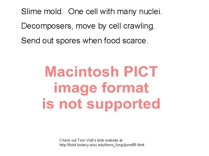Slime mold. One cell with many nuclei. Decomposers, move by cell crawling. Send out