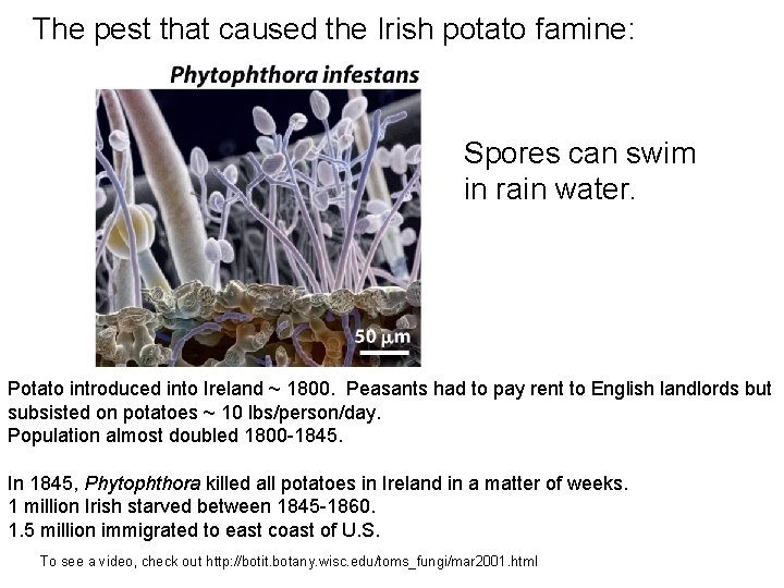 The pest that caused the Irish potato famine: Spores can swim in rain water.