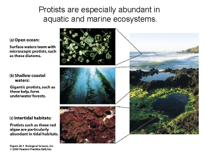 Protists are especially abundant in aquatic and marine ecosystems. 