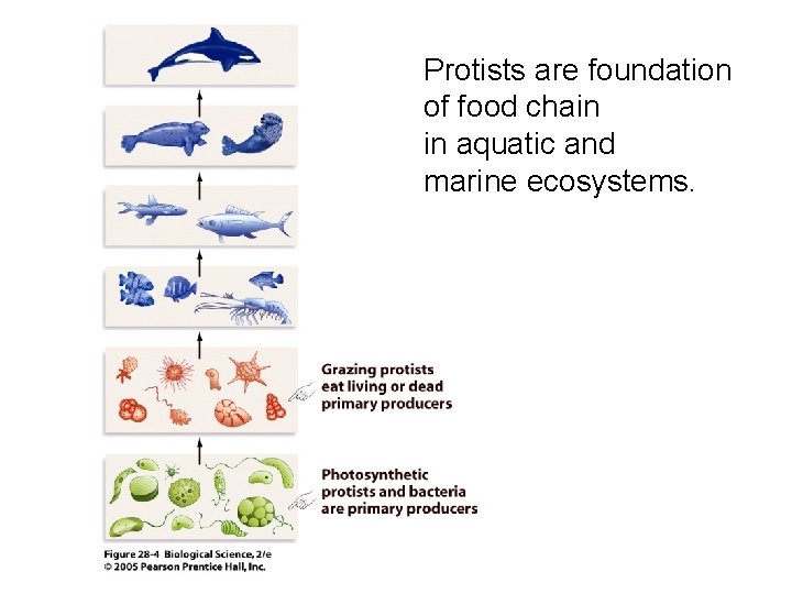 Protists are foundation of food chain in aquatic and marine ecosystems. 