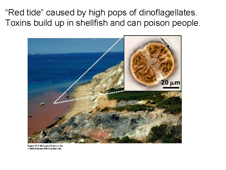 “Red tide” caused by high pops of dinoflagellates. Toxins build up in shellfish and