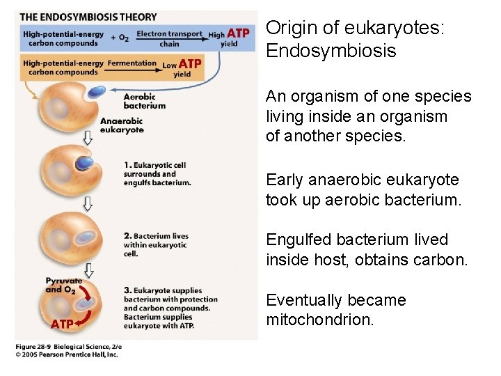 Origin of eukaryotes: Endosymbiosis An organism of one species living inside an organism of