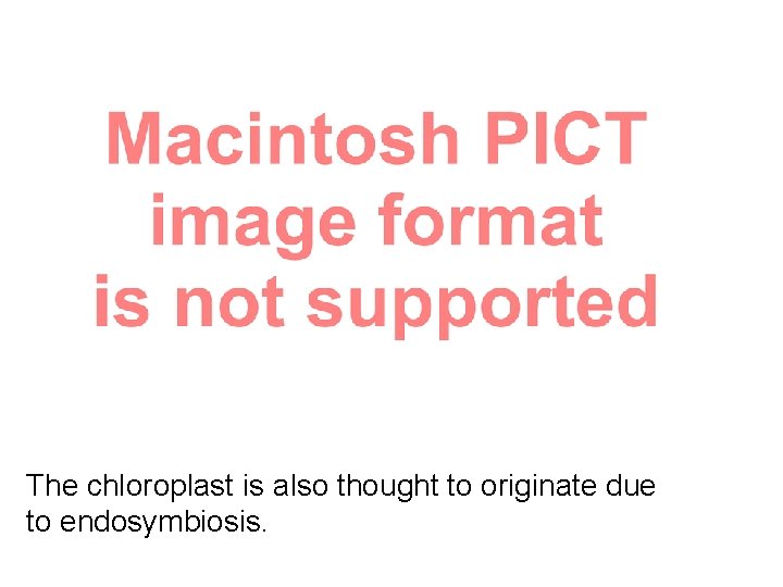 The chloroplast is also thought to originate due to endosymbiosis. 