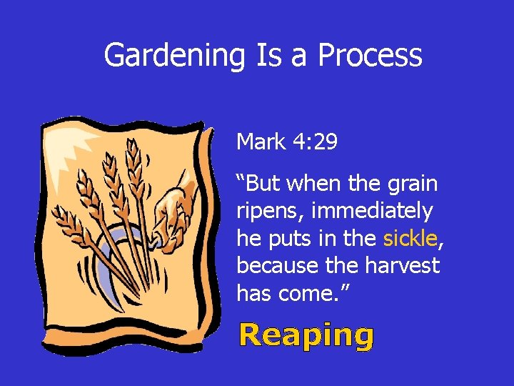 Gardening Is a Process Mark 4: 29 “But when the grain ripens, immediately he