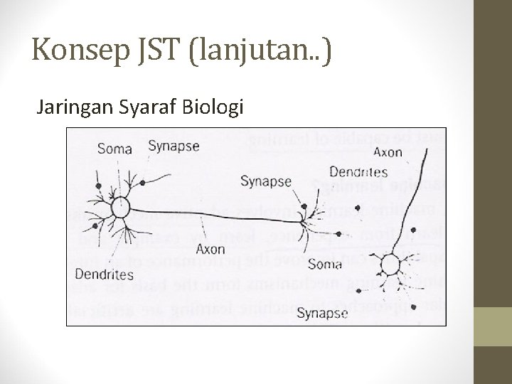Konsep JST (lanjutan. . ) Jaringan Syaraf Biologi 