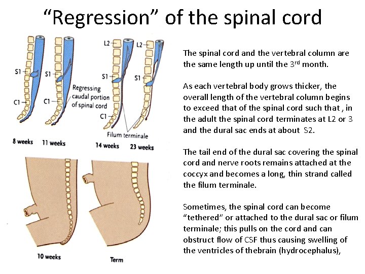 “Regression” of the spinal cord The spinal cord and the vertebral column are the “Regression” of the spinal cord The spinal cord and the vertebral column are the