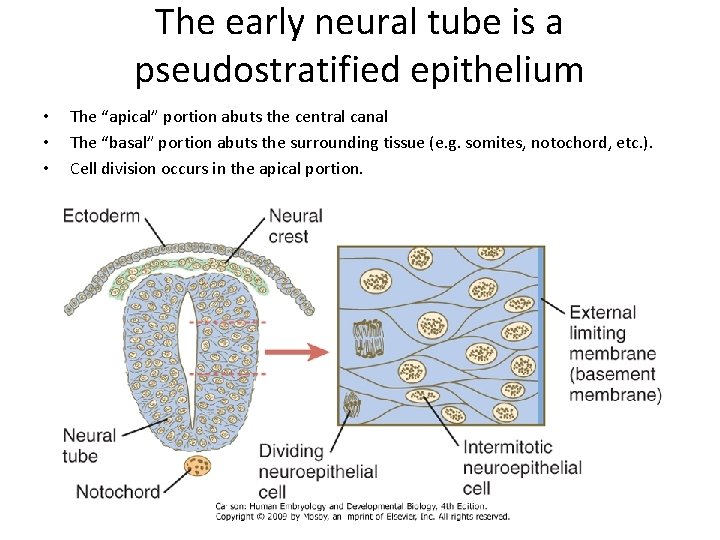 The early neural tube is a pseudostratified epithelium • • • The “apical” portion The early neural tube is a pseudostratified epithelium • • • The “apical” portion