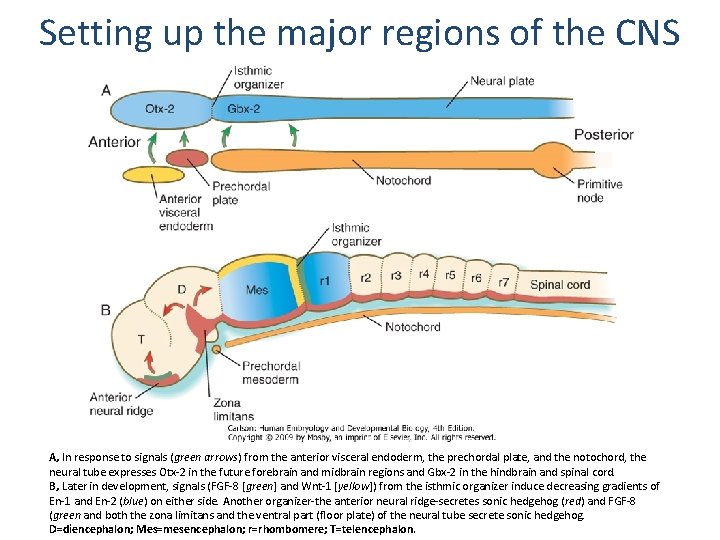 Setting up the major regions of the CNS A, In response to signals (green Setting up the major regions of the CNS A, In response to signals (green