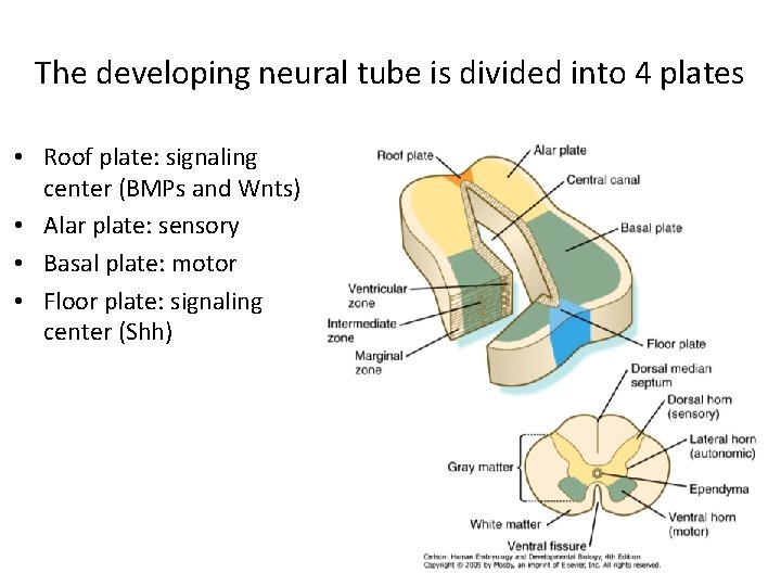 The developing neural tube is divided into 4 plates • Roof plate: signaling center The developing neural tube is divided into 4 plates • Roof plate: signaling center
