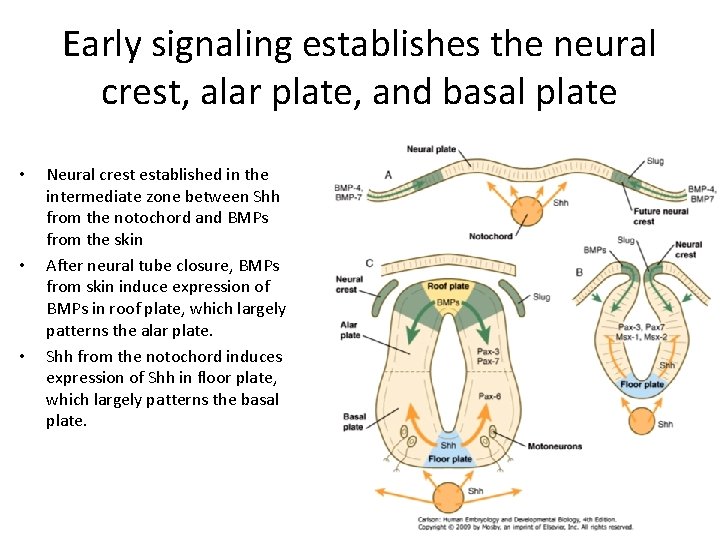 Early signaling establishes the neural crest, alar plate, and basal plate • • • Early signaling establishes the neural crest, alar plate, and basal plate • • •