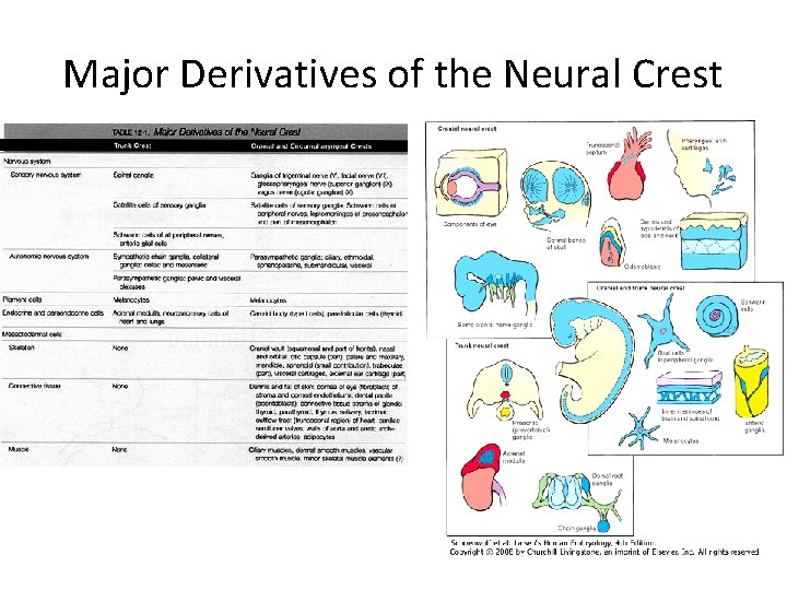 Major Derivatives of the Neural Crest Major Derivatives of the Neural Crest