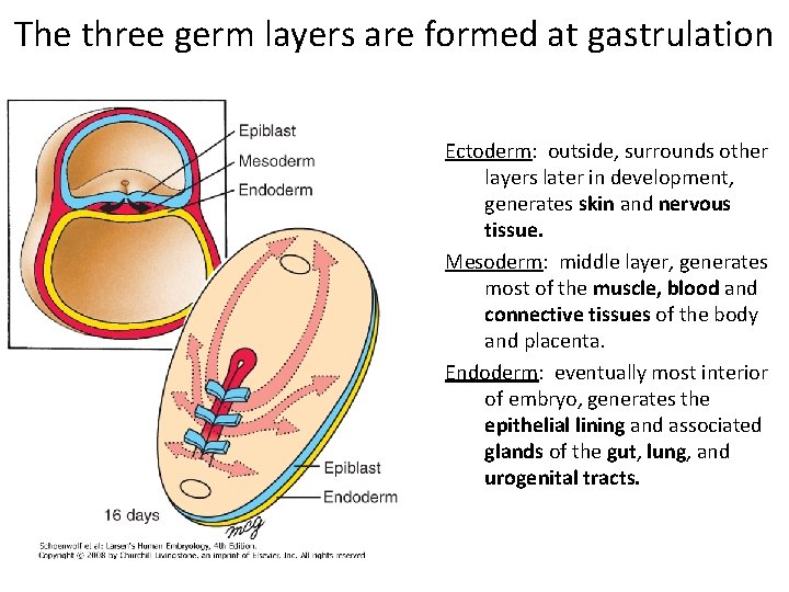 The three germ layers are formed at gastrulation Ectoderm: outside, surrounds other layers later The three germ layers are formed at gastrulation Ectoderm: outside, surrounds other layers later