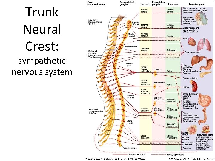 Trunk Neural Crest: sympathetic nervous system Trunk Neural Crest: sympathetic nervous system