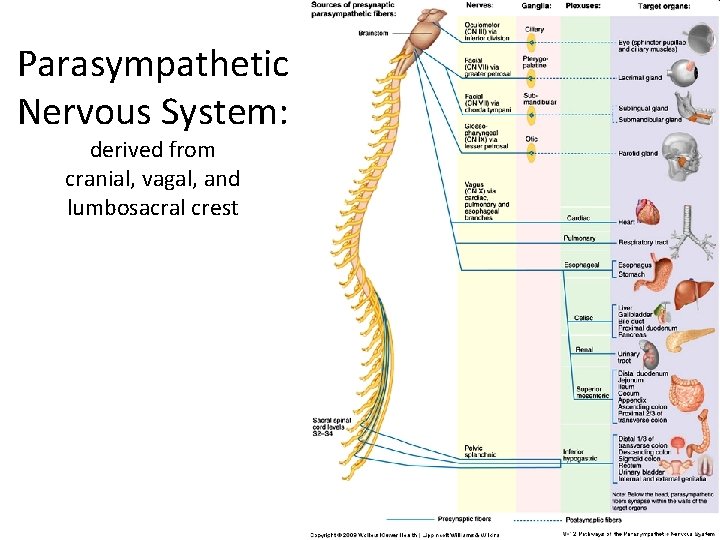 Parasympathetic Nervous System: derived from cranial, vagal, and lumbosacral crest Parasympathetic Nervous System: derived from cranial, vagal, and lumbosacral crest