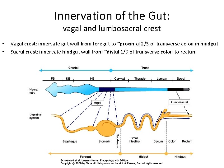 Innervation of the Gut: vagal and lumbosacral crest • • Vagal crest: innervate gut Innervation of the Gut: vagal and lumbosacral crest • • Vagal crest: innervate gut