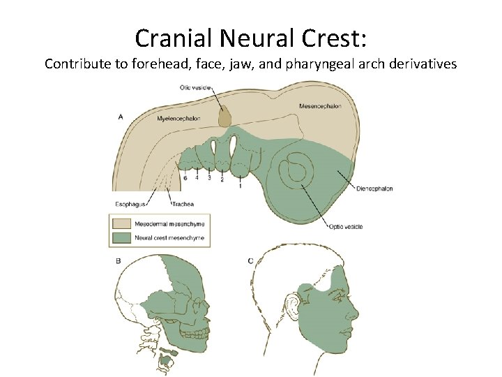 Cranial Neural Crest: Contribute to forehead, face, jaw, and pharyngeal arch derivatives Cranial Neural Crest: Contribute to forehead, face, jaw, and pharyngeal arch derivatives