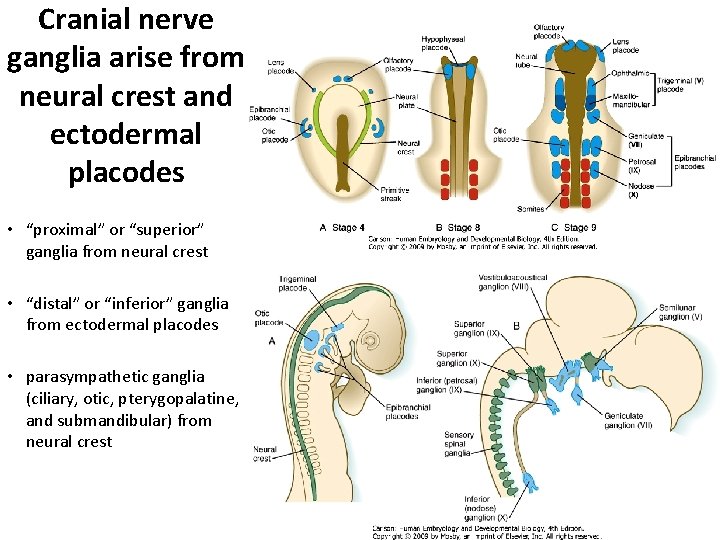 Cranial nerve ganglia arise from neural crest and ectodermal placodes • “proximal” or “superior” Cranial nerve ganglia arise from neural crest and ectodermal placodes • “proximal” or “superior”