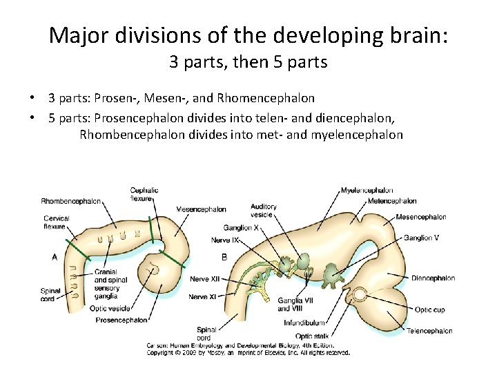 Major divisions of the developing brain: 3 parts, then 5 parts • 3 parts: Major divisions of the developing brain: 3 parts, then 5 parts • 3 parts:
