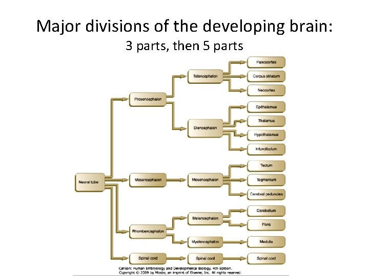 Major divisions of the developing brain: 3 parts, then 5 parts Major divisions of the developing brain: 3 parts, then 5 parts