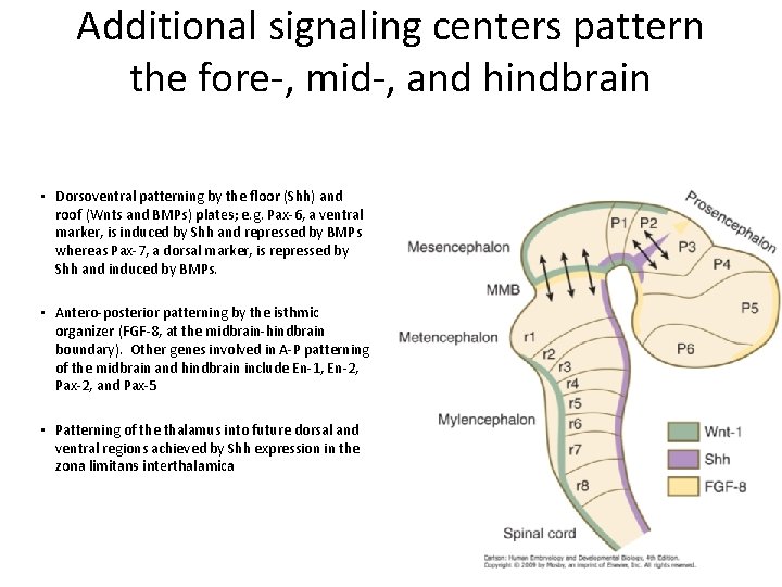 Additional signaling centers pattern the fore-, mid-, and hindbrain • Dorsoventral patterning by the Additional signaling centers pattern the fore-, mid-, and hindbrain • Dorsoventral patterning by the