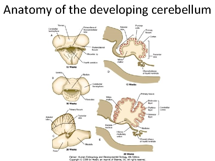 Anatomy of the developing cerebellum Anatomy of the developing cerebellum