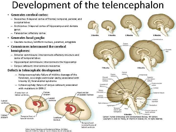 Development of the telencephalon • Generates cerebral cortex: – Neocortex: 6 -layered cortex of Development of the telencephalon • Generates cerebral cortex: – Neocortex: 6 -layered cortex of