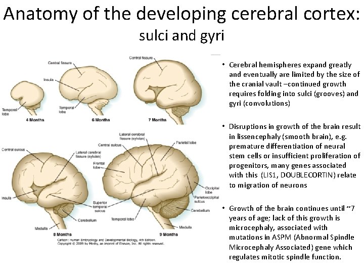 Anatomy of the developing cerebral cortex: sulci and gyri • Cerebral hemispheres expand greatly Anatomy of the developing cerebral cortex: sulci and gyri • Cerebral hemispheres expand greatly