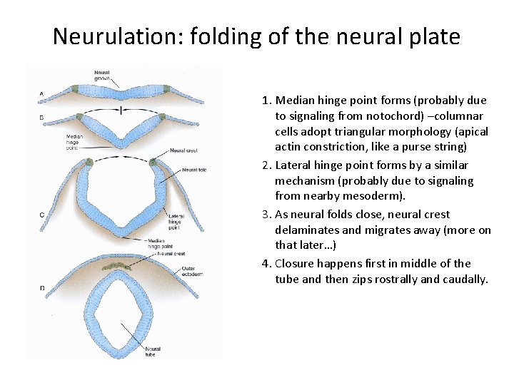 Neurulation: folding of the neural plate 1. Median hinge point forms (probably due to Neurulation: folding of the neural plate 1. Median hinge point forms (probably due to