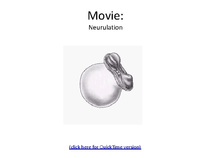 Movie: Neurulation (click here for Quick. Time version) Movie: Neurulation (click here for Quick. Time version)