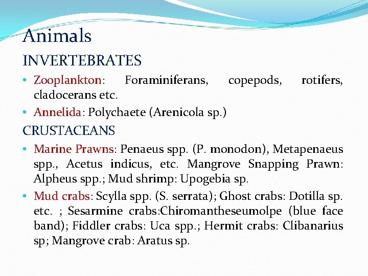 Animals INVERTEBRATES • Zooplankton: Foraminiferans, copepods, cladocerans etc. • Annelida: Polychaete (Arenicola sp. )