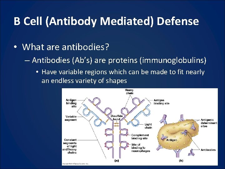 B Cell (Antibody Mediated) Defense • What are antibodies? – Antibodies (Ab’s) are proteins