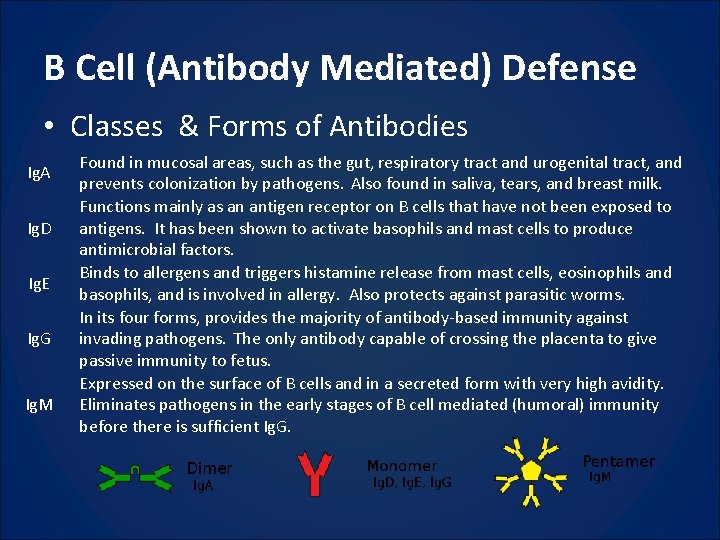 B Cell (Antibody Mediated) Defense • Classes & Forms of Antibodies Ig. A Ig.