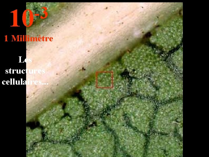 -3 10 1 Millimètre Les structures cellulaires. . . 