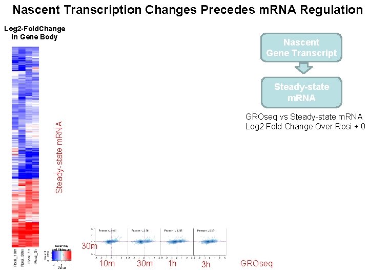 Nascent Transcription Changes Precedes m. RNA Regulation Log 2 -Fold. Change in Gene Body