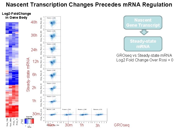 Nascent Transcription Changes Precedes m. RNA Regulation Log 2 -Fold. Change in Gene Body