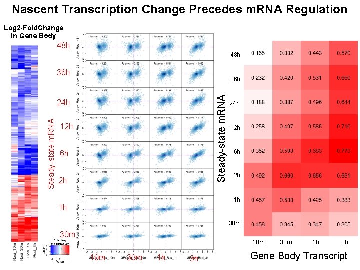 Nascent Transcription Change Precedes m. RNA Regulation Log 2 -Fold. Change in Gene Body